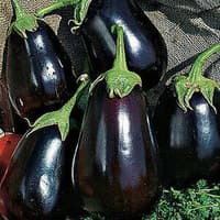 Benih Bibit Biji - Aubergine Black Beauty Terong Hitam Seeds - IMPORT - Serat Tinggi Bagus Untuk Diet