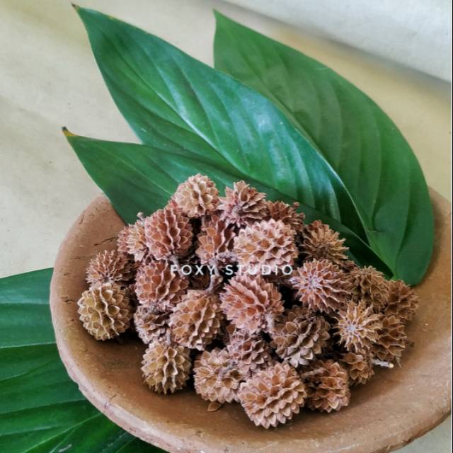 DURENAN BESAR 20PCS/ CEMARA UDANG