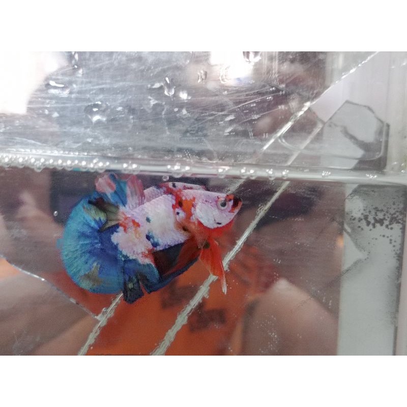 Cupang Candy Rainbow Jantan