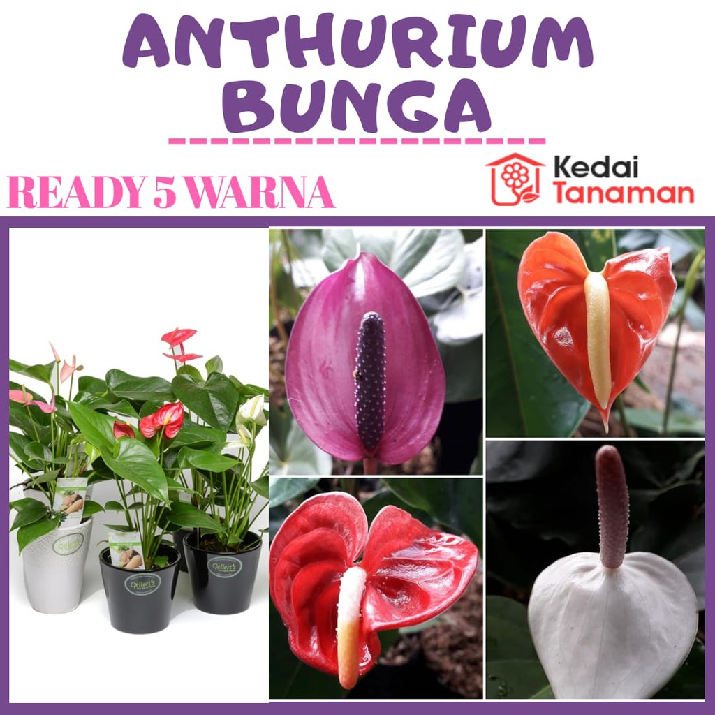 Tanaman Bunga Anthurium Bangkok Berbunga Bunga Anthurium Anthurium Sudah Berbunga Shopee Indonesia