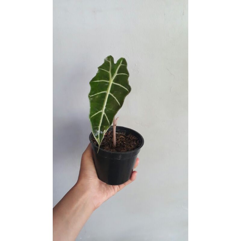 alocasia amazonica anakan