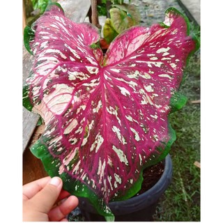 Tanaman Hias Caladium Green Spider Anakan Keladi Thailand Keladi Hybrid Impor Murah Langka Shopee Indonesia