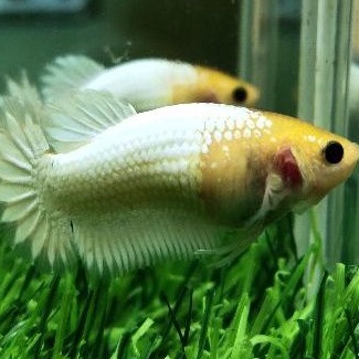 ikan cupang yellow fccp star tail