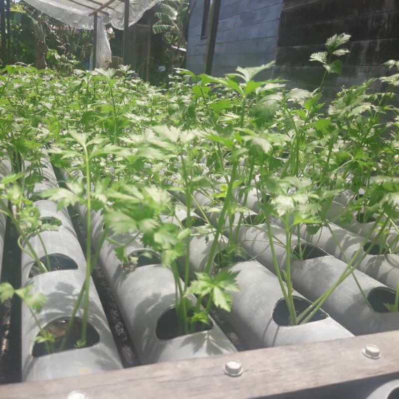 

daun seledri hidroponik