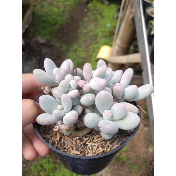 

moonstone