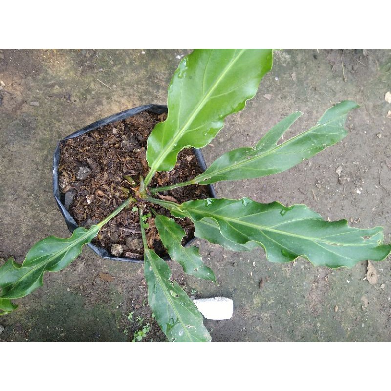 Anthurium Gelombang Cinta Shopee Indonesia