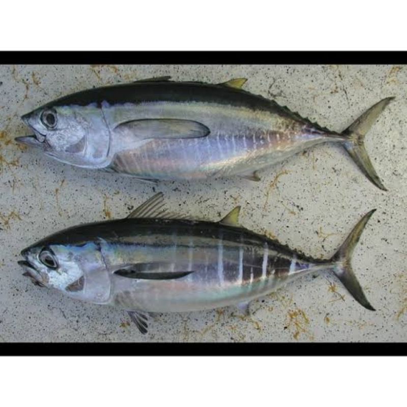 

Ikan Baby Tuna