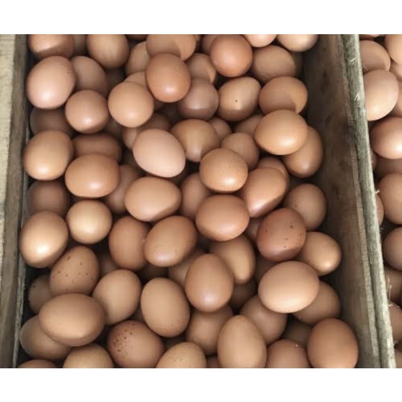 

telur ayam
