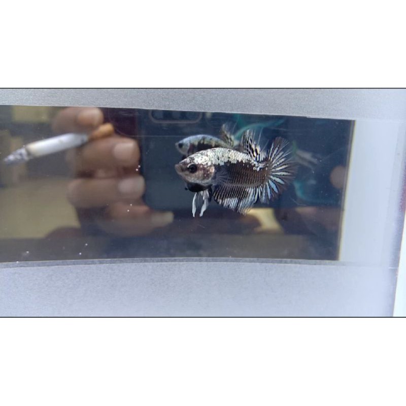 cupang avatar copper/gold