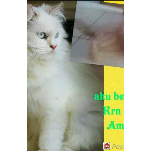 Uky amino vitamin cair gemuk dan bulu nafsu makan daya tahan tubuh kucing 250ml