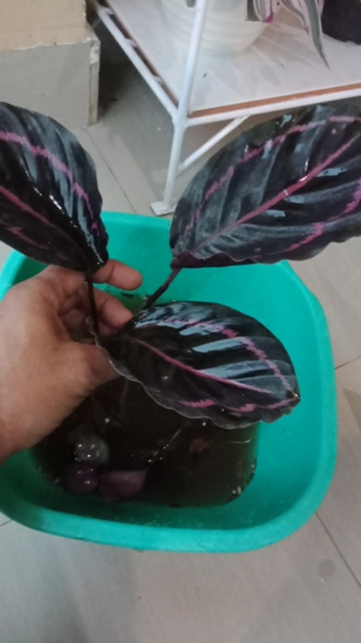 Tanaman Hias Calathea Murah Calathea Black Lipstik