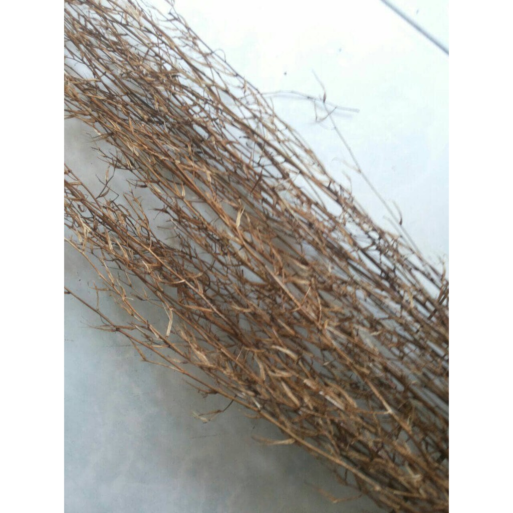 PRODUCK TERBARU Akar Ranting Asparagus Rustic Wedding Decor