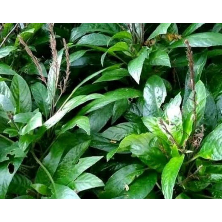 

[PROMO] DAUN REUNDEU DAUN LALAPAN 100GRAM