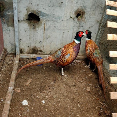 

TELUR AYAM HIAS RINGNECK PHEASANT JENIS GREEN FERTIL ASLI UNTUK DITETASKAN