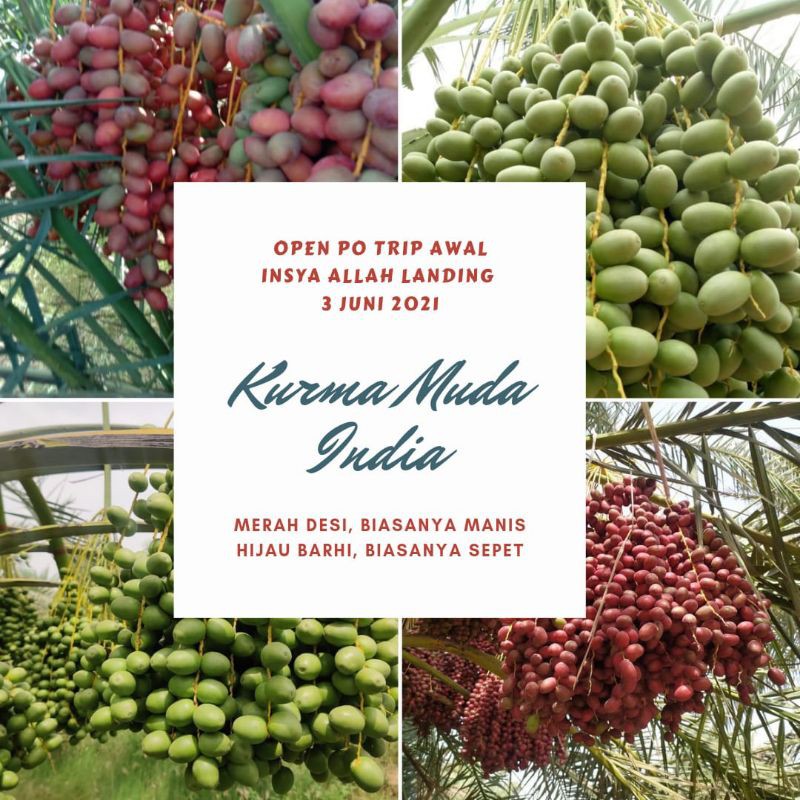 

KURMA MUDA BARHI .// KURMA MUDA DESI MERAH // KURMA MUDA
