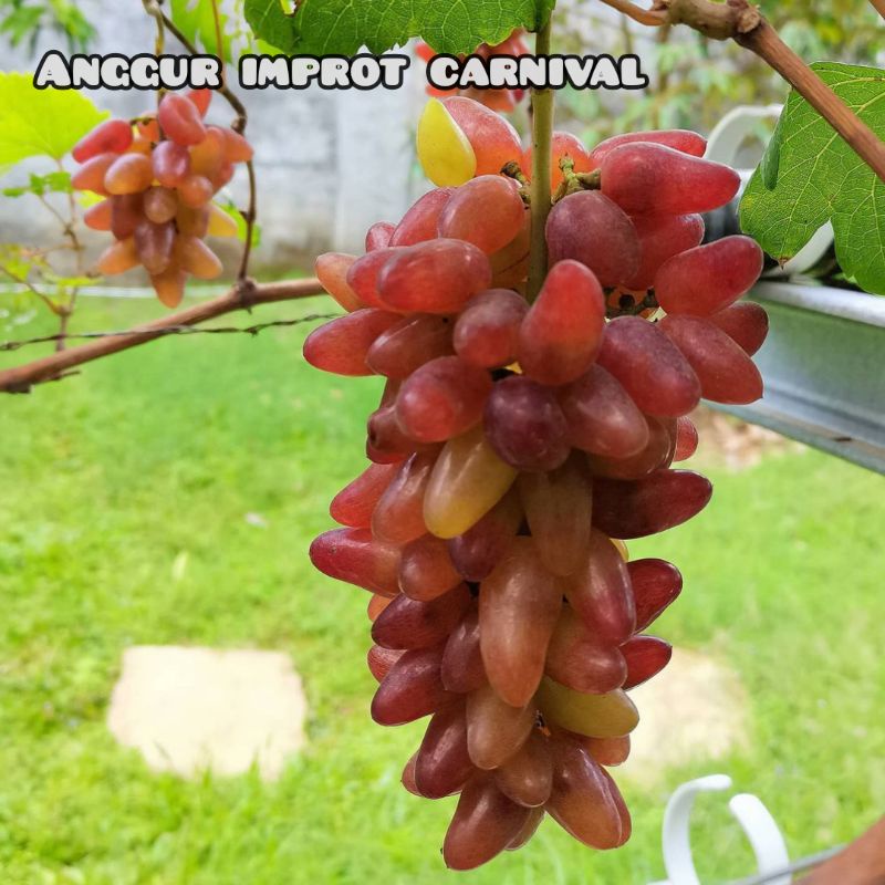 Ori Bibit Anggur Carnival - Carnival - Anggur Sultan- Anggur Import