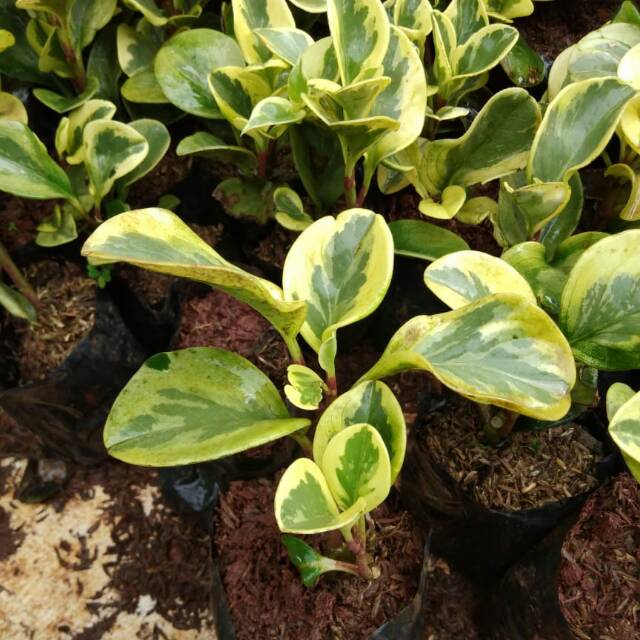 Tanaman Hias Peperomia Kuning Tanaman Peperomia Obtusifola Variegata