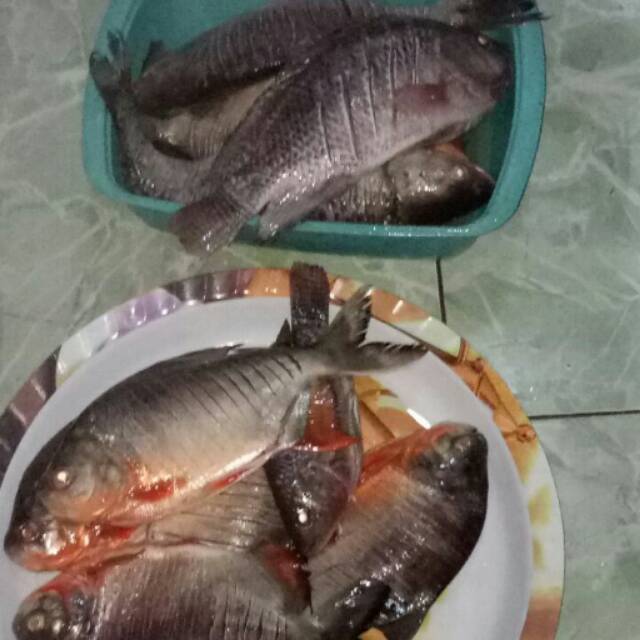 

Ikan Bawal Fresh