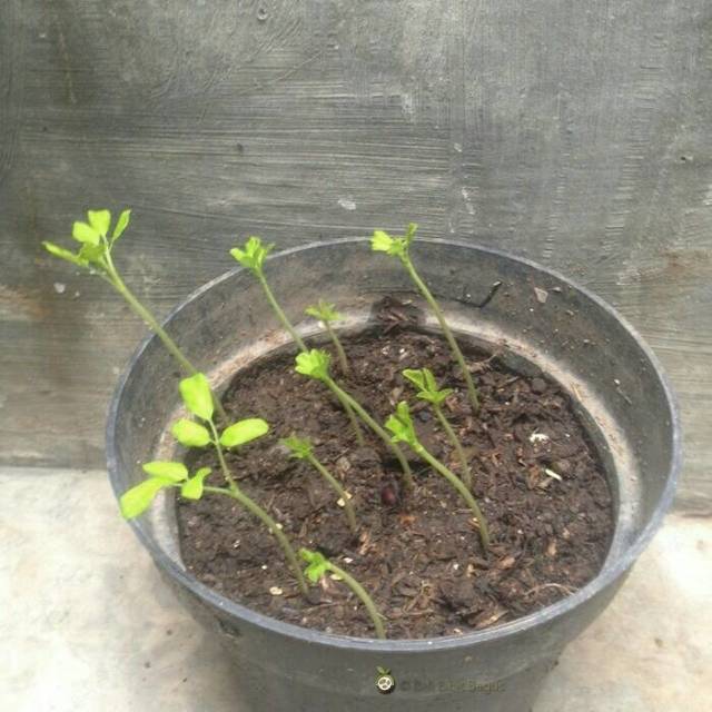 Benih Bibit Biji - Daun Kelor Moringa Oleifera Kualitas Kering di Pohon Seeds