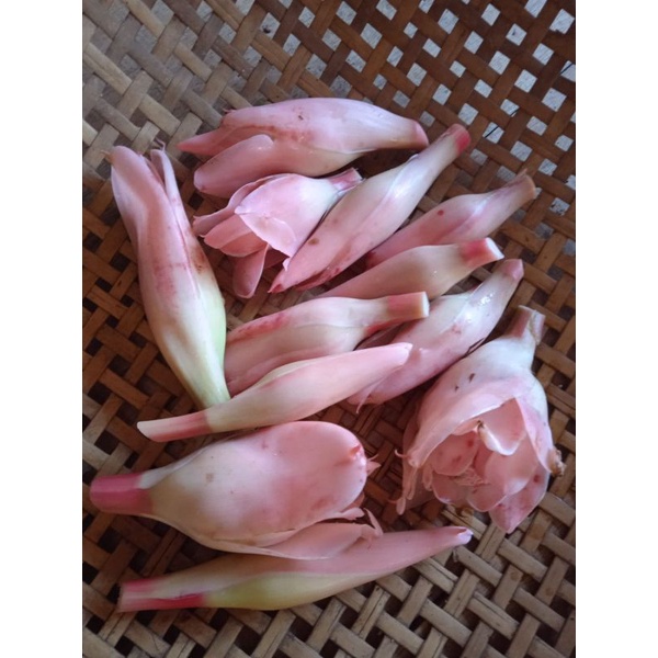 

Jual bunga kecombrang segar 1kg