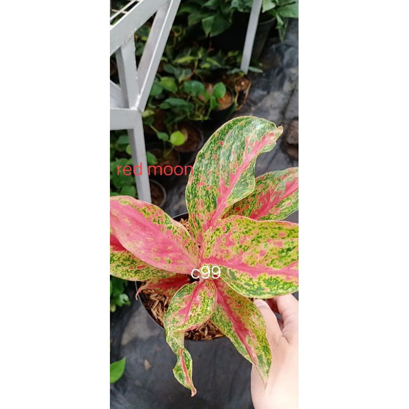 Tanaman Aglaonema Red Moon