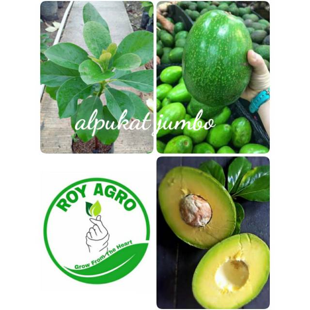 Bibit Alpukat Jumbo alpukat super alpukat unggul alpukat mentega jumbo alpukat genjah bibit alpukat 
