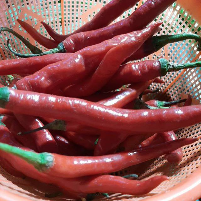 

CABE MERAH TW SUPERRRR