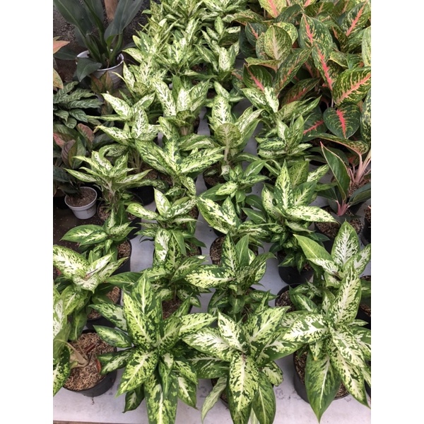 Dieffen Terang Bulan/ dieffen candi