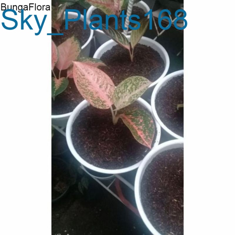 Anakan Aglonema Stardust orange