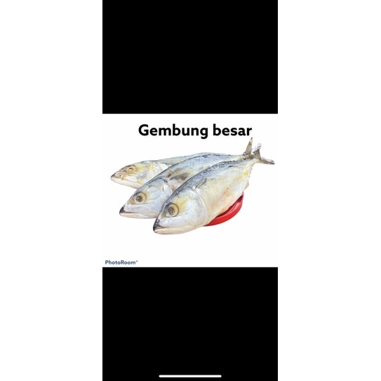 

ikan asin gembung besar