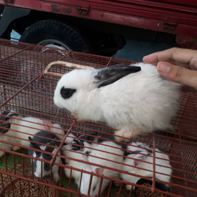 Kelinci Lucu Surabaya Shopee Indonesia