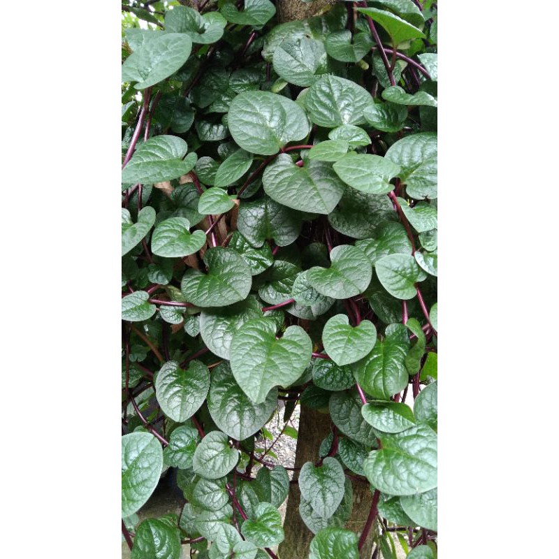 

Daun-Binahong-binahongmerahsegar-dipetiklangsungketikaadapesanan