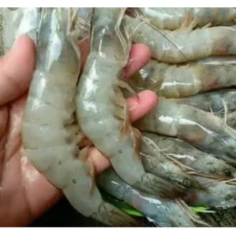 

Udang segar 500gr