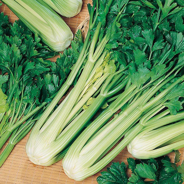 Benih Bibit Biji - Celery Green Sleeves Seledri (Apium graveolens) Seeds - IMPORT UK