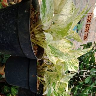 Tanaman hias gantung kupu oxalis triangularis Shopee Tanaman hias gantung kupu oxalis triangularis Shopee