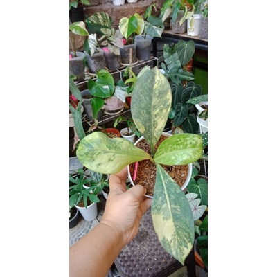 diffenbachia panglima varigata