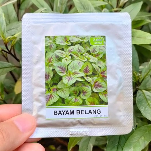 benih sayur - benih buah - benih sayuran - benih tomat - benih cabe - benih selada - benih bayam - benih terong - benih pakchoy -RS-bayam belang