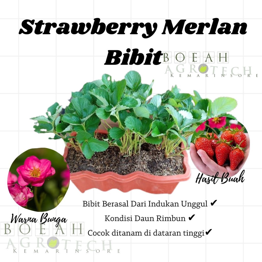 Bibit Tanaman Buah Strawberry Merlan Tanaman Strawberry Bunga Pink Unik &amp; Langka