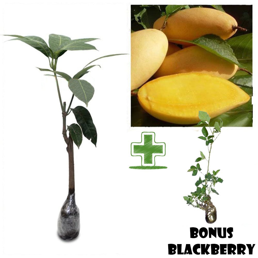 Tanaman Buah Mangga Namdokmai BONUS Bibit Blackberry