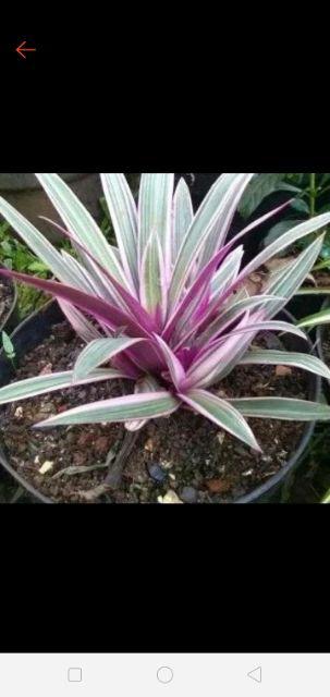 Tanaman Hias Adam Hawa Varigata