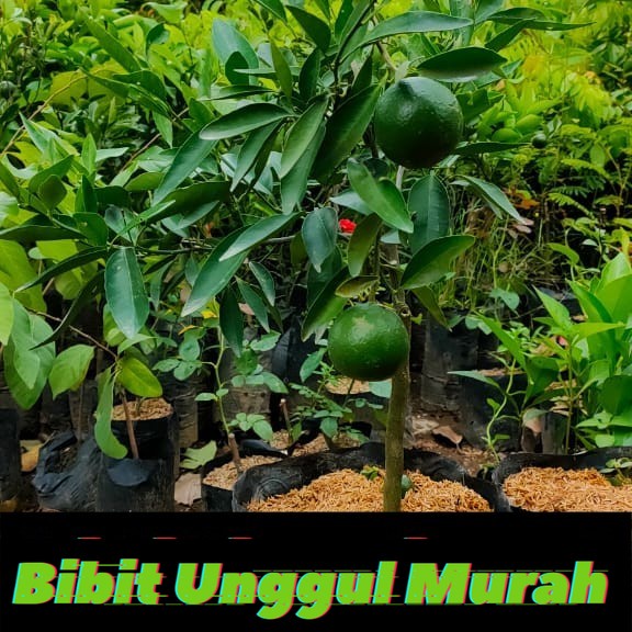 bibit jeruk santang madu berbuah