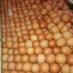 

telur ayam 1kg gosend only