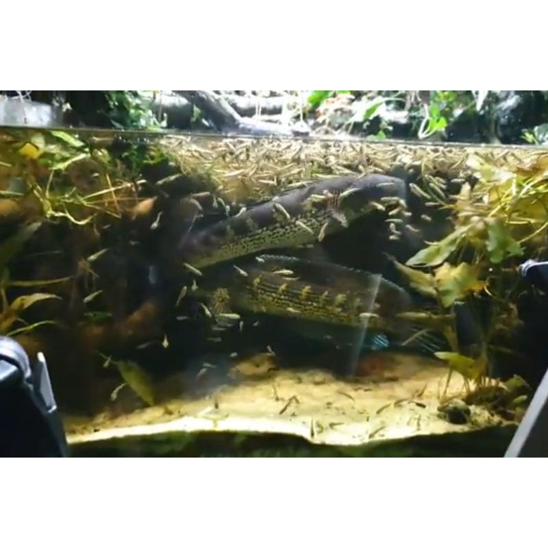 Auranti 4-5cm / auranti maculata