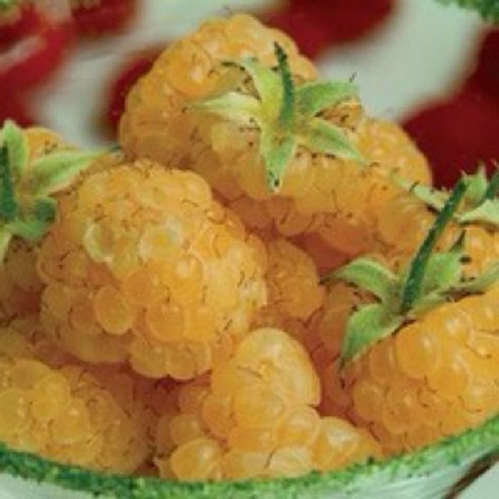 biji buah RASPBERRY kuning 100 biji