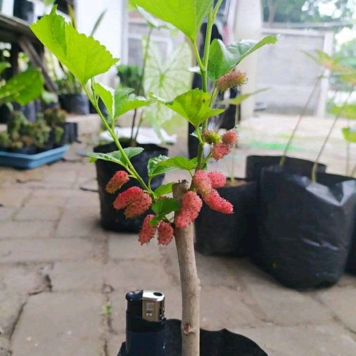 BIBIT TANAMAN BUAH MURBEI SUDAH BERBUAH