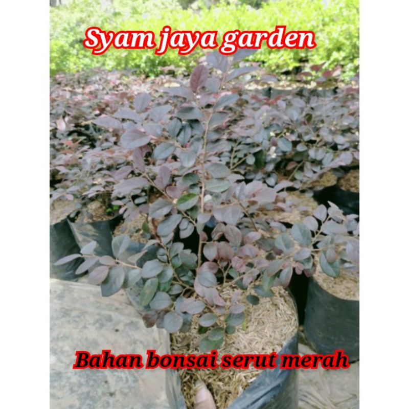 TANAMAN bahan bonsai serut merah