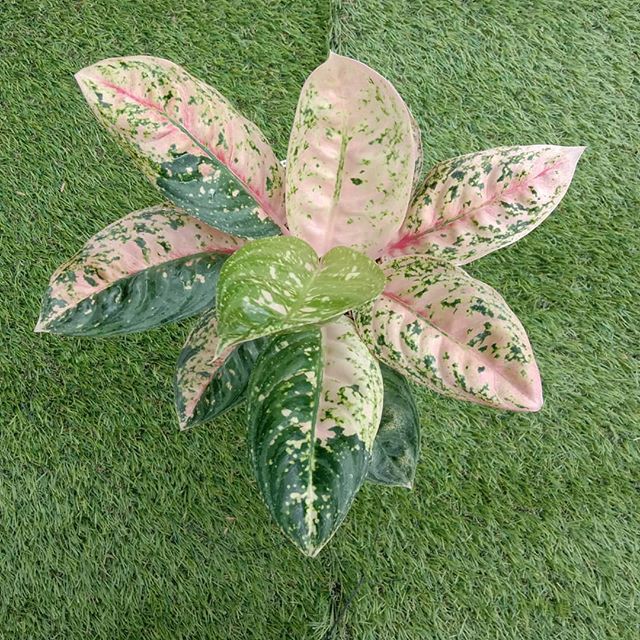 Alika KEBUN COD Bonggolan Aglonema Pinkan Beauty Baby Aglonema Alika