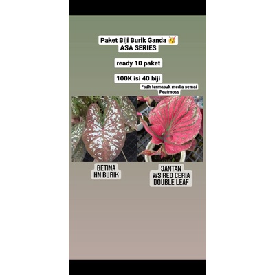 Paket Biji Keladi HN Burik WA Red Ceria ASA CALADIUM JOGJA