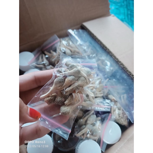 KEMASAN MINI 15 RIBUAN READY Jamu Mpot Utuh Tanpa Dipotong By Mama Zio | Jamu Empot Putih Herbal Asl