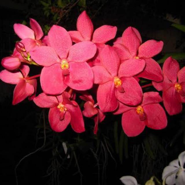 Anggrek Vanda Dr Anek x Renanthera Philippinense